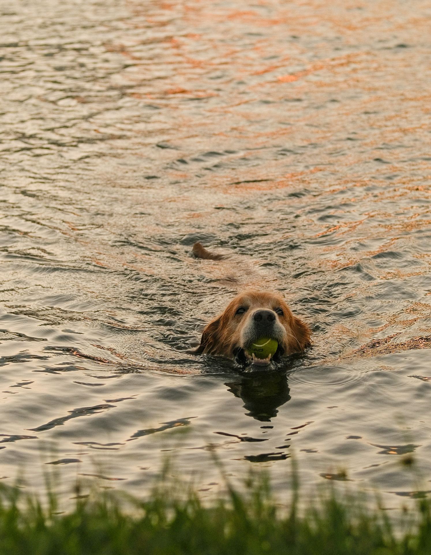 Dog swimming in the lake