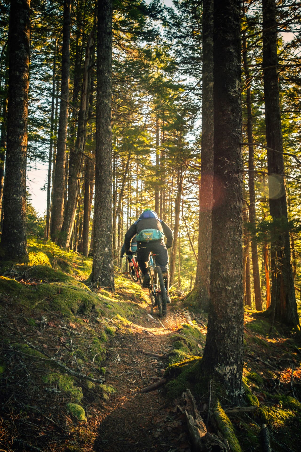 Mountain bikers riding a forest trail at golden hour near Langford Lake